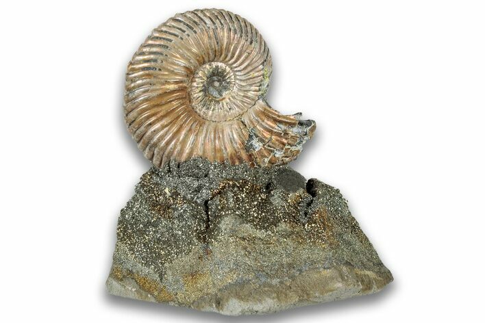 Iridescent, Pyritized Ammonite (Quenstedticeras) Fossil Display #324287